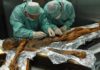 5,300-year-old Iceman didn’t die hungry