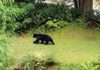 Trap set for aggressive bear in North Van park Aggressive bear
