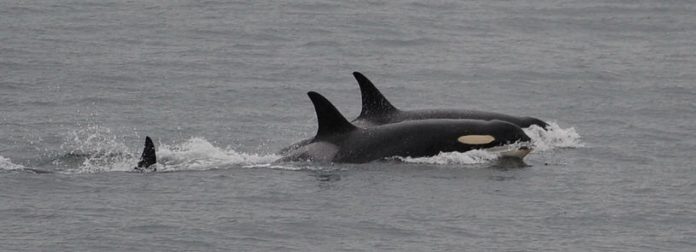 J35whale.jpg Orca J35 abandons dead calf