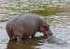 Hippo bite kills Taiwanese tourist in Kenya Hippo's killer bite