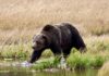 Boy, 10, survives bear attack at Yellowstone