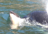 Orca tragedy: mother still carrying baby 16 days after it died