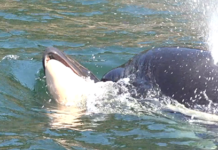 Orca tragedy: mother still carrying baby 16 days after it died