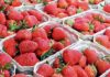 Australian child stuck needles in strawberries as prank