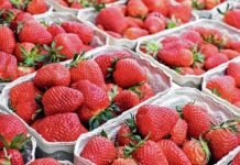 Australian child stuck needles in strawberries as prank