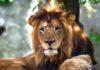Lioness kills father of her three cubs at Indianapolis Zoo