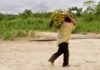 Amazon tribe has healthiest hearts – here’s why