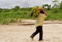 Amazon tribe has healthiest hearts – here’s why